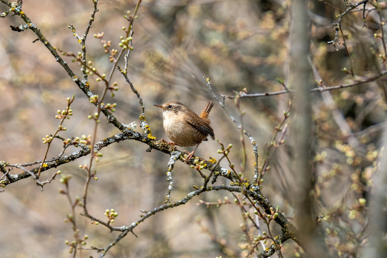 Small wren bird perched on a branch, symbolizing the power of small communities